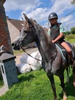 paard D pony arabische volbloed, Dieren en Toebehoren, Paarden, Minder dan 160 cm, Gechipt, Ruin, Zadelmak