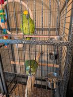 Blauwe voorhoofd Amazone papegaai, Dieren en Toebehoren, Vogels | Parkieten en Papegaaien, Mannelijk, Papegaai, Pratend