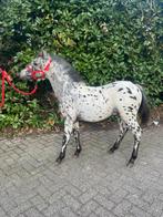Appaloosa, Dieren en Toebehoren, Hengst, A pony (tot 1.17m), Gechipt, 0 tot 2 jaar