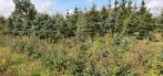Kerstbomen schafterdijk 18 5556VK Valkenswaard Afspraak make, Tuin en Terras, Planten | Bomen, Ophalen of Verzenden