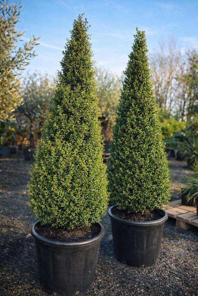 Ilex Crenata strong Caroline - Japanse hulst - op voorraad, Tuin en Terras, Planten | Bomen, Ophalen
