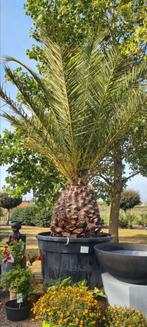 Dadelpalm - Phoenix Canariensis, Ophalen