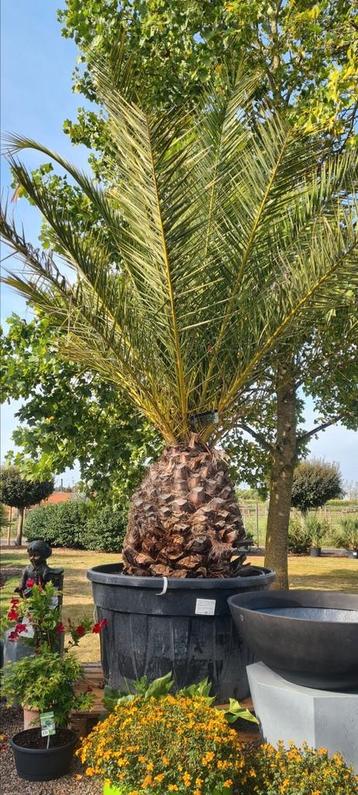 Dadelpalm - Phoenix Canariensis  beschikbaar voor biedingen