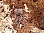 Grammostola pulchripes vrouwtje te koop met terrarium