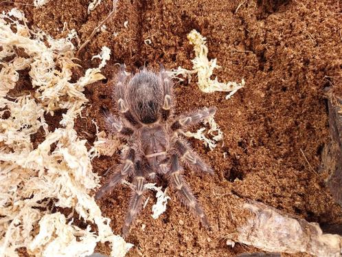 Grammostola pulchripes vrouwtje te koop met terrarium, Dieren en Toebehoren, Insecten en Spinnen