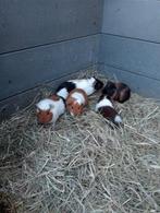 Jonge cavia zeugjes en beertjes, Dieren en Toebehoren, Cavia, Meerdere dieren, Tam, Oktober