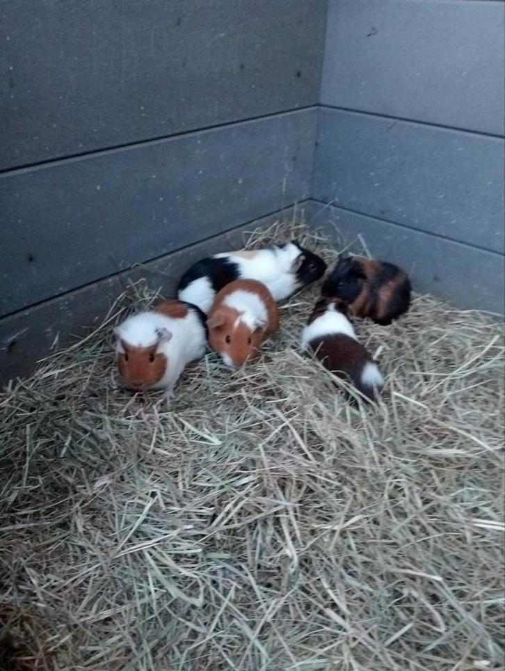 Jonge cavia zeugjes en beertjes, Dieren en Toebehoren, Knaagdieren, Meerdere dieren, Cavia, Oktober, Tam