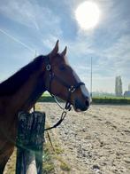 Knappe ruin te koop!!!, Dieren en Toebehoren, Paarden, Gechipt, Ruin, M, Dressuurpaard