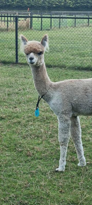 Alpaca  professionele scheerder, Dieren en Toebehoren