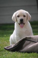 Labrador pups, Animaux & Accessoires, Parvovirose, Plusieurs, Belgique, 8 à 15 semaines