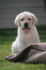 Labrador pups, Dieren en Toebehoren, Honden | Retrievers, Spaniëls en Waterhonden, CDV (hondenziekte), Meerdere, 8 tot 15 weken
