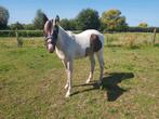 Paint jaarling hengst, Dieren en Toebehoren, Paarden, Hengst