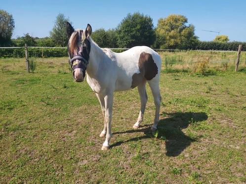 Paint jaarling hengst, Dieren en Toebehoren, Paarden, Hengst