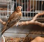 Harlekijn kanaries, Dieren en Toebehoren