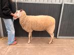 Ooi Belgisch melkschaap 2024, Dieren en Toebehoren, Schapen, Geiten en Varkens, Vrouwelijk, Schaap, 0 tot 2 jaar