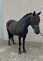 Prachtige d pony, Dieren en Toebehoren, Pony's, Merrie, Gechipt, Zadelmak, 3 tot 6 jaar