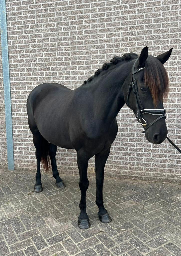 Prachtige d pony, Dieren en Toebehoren, Pony's, Merrie, Zadelmak, D pony (1.37m tot 1.48m), Recreatiepony, 3 tot 6 jaar, Met stamboom