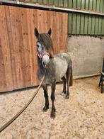 D pony, Onbeleerd, Hengst, 3 tot 6 jaar, D pony (1.37m tot 1.48m)