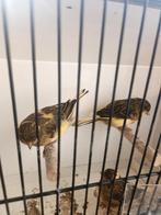 Canary Gloster Consort 2025, Dieren en Toebehoren, Vogels | Kanaries