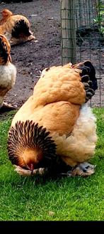 Kuikens Brahma, Sexe inconnu, Poule ou poulet