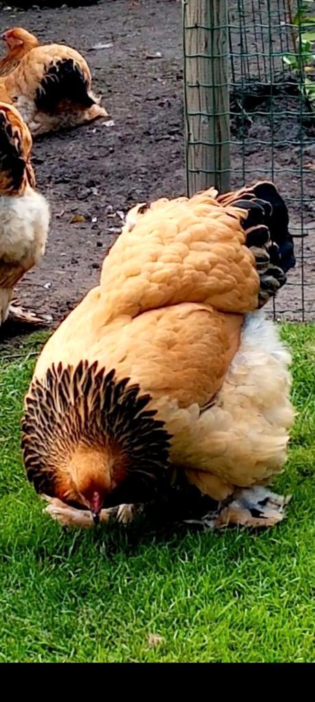 Kuikens Brahma, Animaux & Accessoires, Volatiles, Poule ou poulet, Sexe inconnu