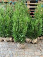 Coniferen in soorten, Tuin en Terras, Planten | Struiken en Hagen, Ophalen of Verzenden, Struik