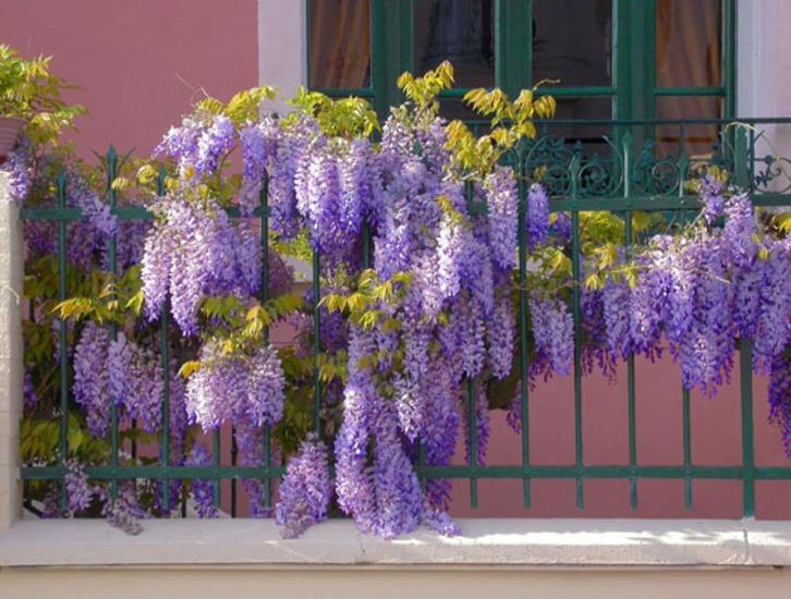 Zeer mooie BLAUWE REGEN (Wisteria), in pot, 1 Mtr, 16€/stuk, Tuin en Terras, Planten | Tuinplanten, Vaste plant, Klimplanten, Volle zon