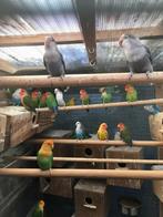 VERSCHILLENDE KLEUREN DWERGPAPEGAAIKES VANAF 50 EURO/KOPPEL, Dieren en Toebehoren, Vogels | Parkieten en Papegaaien, Meerdere dieren