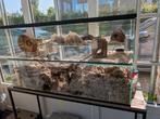 Kit de démarrage, terrarium, cage, gerbilles, hamsters, rats, Animaux & Accessoires, Rongeurs & Lapins | Cages & Clapiers, Cage