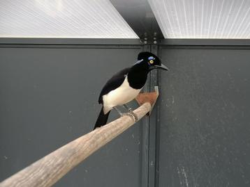 PLUISKAPGAAI,BEWEZEN KWEEKPOP, PRACHTVOGEL! beschikbaar voor biedingen