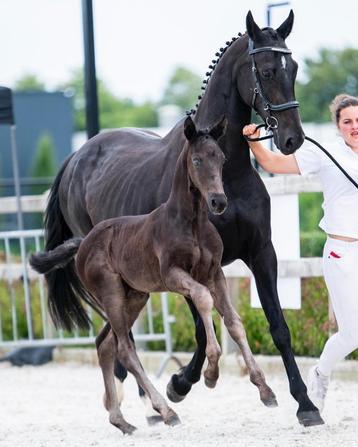 Prachtig zwart hengstveulen uit Elite sportmerrie te koop!