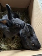 Schattige dwergkonijntjes, Dieren en Toebehoren, Konijnen