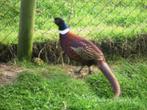 Bosfazanten, Dieren en Toebehoren, Pluimvee, Overige soorten