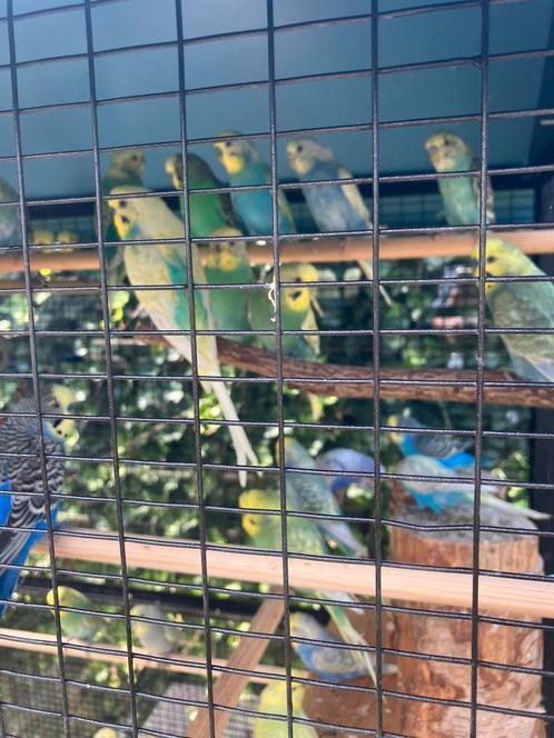 MOOIE KLEUREN REGENBOOG GRASPARKIETJES NU 20 EURO/KOPPEL, Dieren en Toebehoren, Vogels | Parkieten en Papegaaien, Parkiet, Meerdere dieren