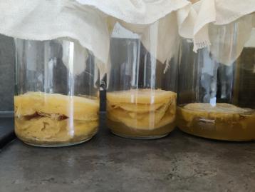 Scoby + startersvloeistof Kombucha beschikbaar voor biedingen
