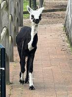 Mooi alpaca merrie geboren op 13/10/23, Dieren en Toebehoren, Overige Dieren, Oktober, Vrouwelijk