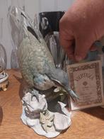 Vogel Italiaanse biscuit, Ophalen