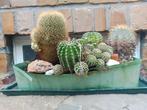 CACTUSSEN, Tuin en Terras, Ophalen