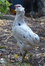 Marans, Araucana et Cream Legbar 0472/51.09.71, Animaux & Accessoires, Poule ou poulet