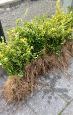 Lonicera planten, Tuin en Terras, Ophalen, Vaste plant