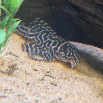 7x volwassen L173b beschikbaar voor biedingen