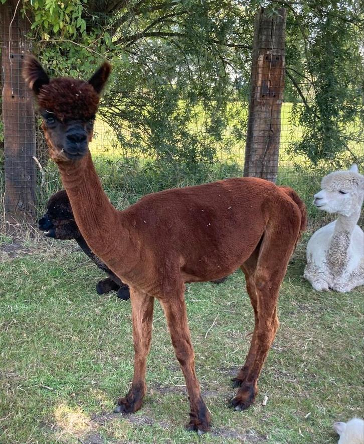 donkerbruine  alpaca merrie 18 maanden, Dieren en Toebehoren, Schapen, Geiten en Varkens, Vrouwelijk, 0 tot 2 jaar