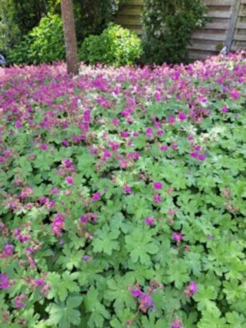 Bodembedekker geraniums 40st voor 8,00 euro/ 0,20 cent beschikbaar voor biedingen