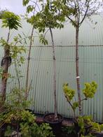 Prunus 'Taihaku' hoogstam, Tuin en Terras, Ophalen, In pot