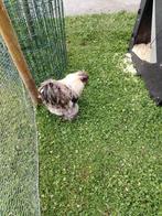 Gratis weg 1-3 Haantjes (Zijdehoender), Dieren en Toebehoren, Pluimvee, Mannelijk, Kip