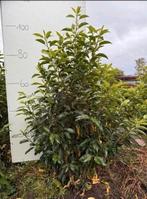Portugese laurier - prunus lusitanica, Ophalen, Laurier, Haag