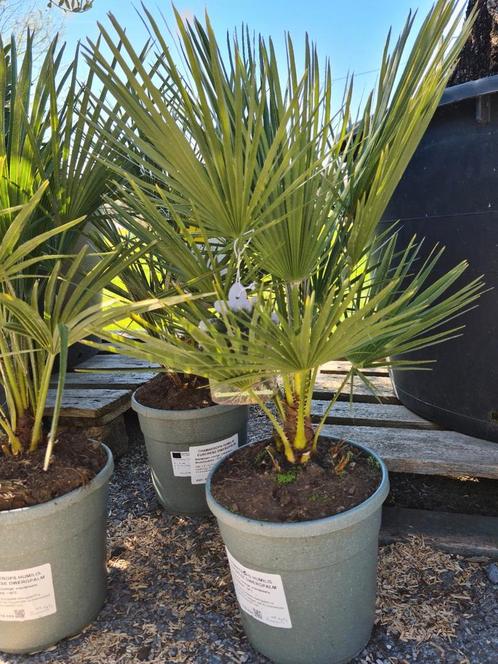Palmboom Chamaerops Humilis - Europese dwergpalm, Tuin en Terras, Planten | Tuinplanten, Halfschaduw, Ophalen