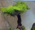 Waterplanten – Het watervorkje, Ophalen of Verzenden