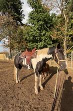 4 jarige bonte ruin te koop, Dieren en Toebehoren, Paarden, Ruin, 3 tot 6 jaar