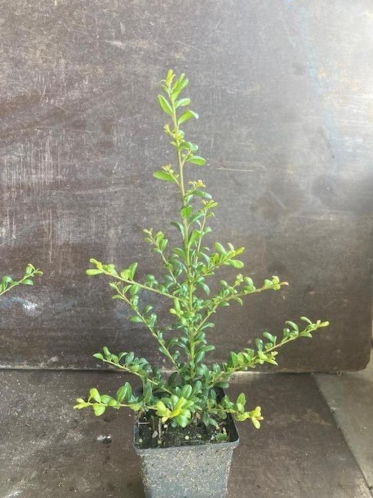 Ilex crenata convexa P9 20/30 cm OVERSTOCK, Tuin en Terras, Planten | Struiken en Hagen, Struik, Hulst, Minder dan 100 cm, Ophalen